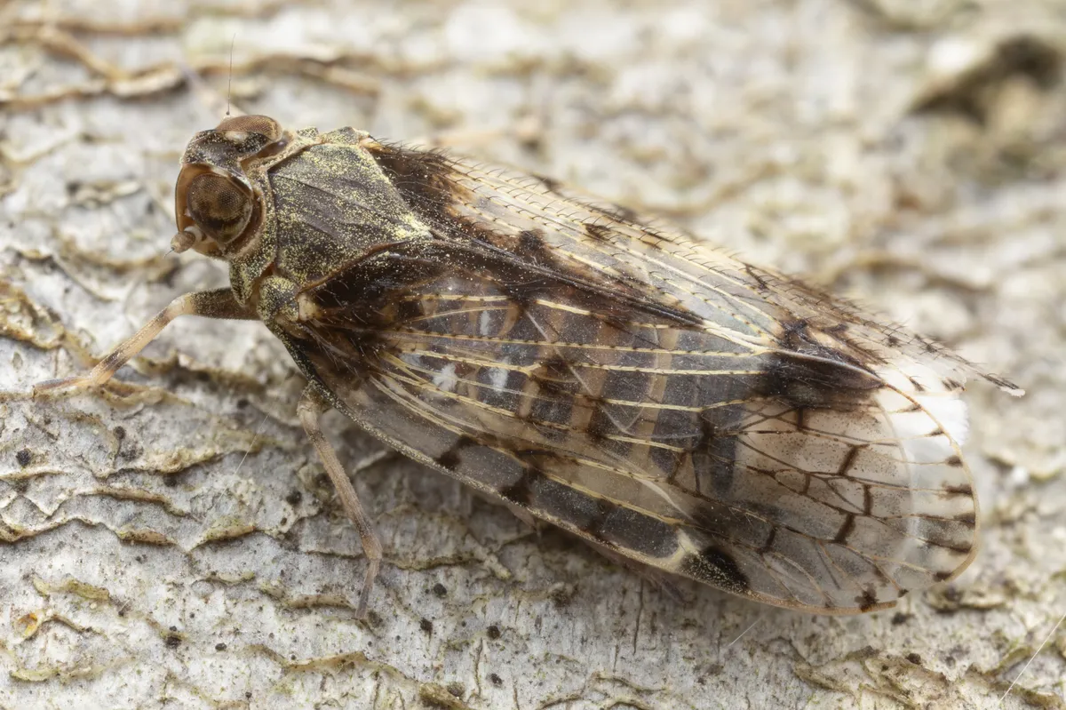 Xenoliarus placitus - photo 3