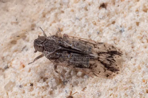 Xenoliarus teximus