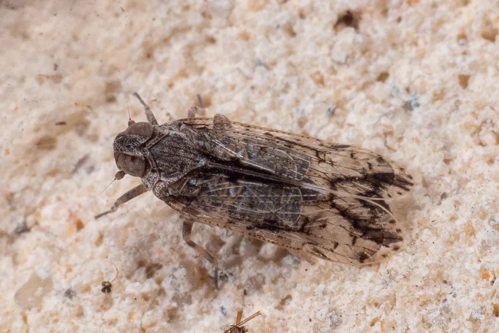 Xenoliarus teximus - photo 2