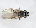Xenolimosina sicula