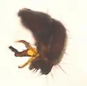 Xenolimosina sicula - photo 2