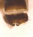 Xenolimosina sicula - photo 3