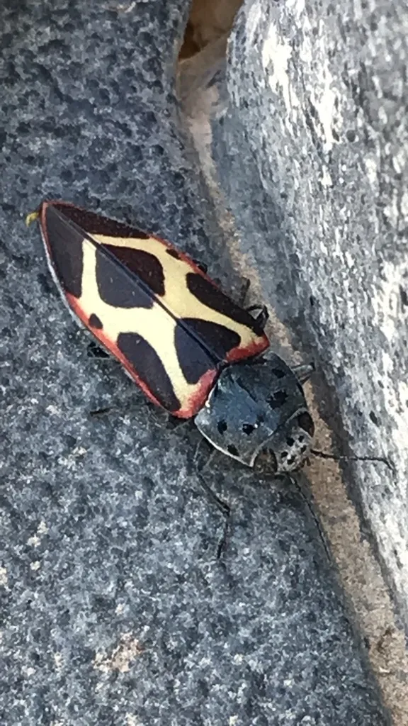 Xenomelanophila miranda - photo 2