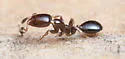 Xenomyrmex floridanus