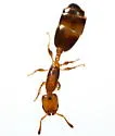 Xenomyrmex floridanus - photo 2