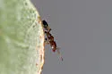 Xenomyrmex floridanus - photo 4