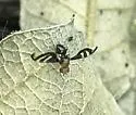 Xenopterella beameri - photo 2