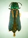 Xenorhipis brendeli