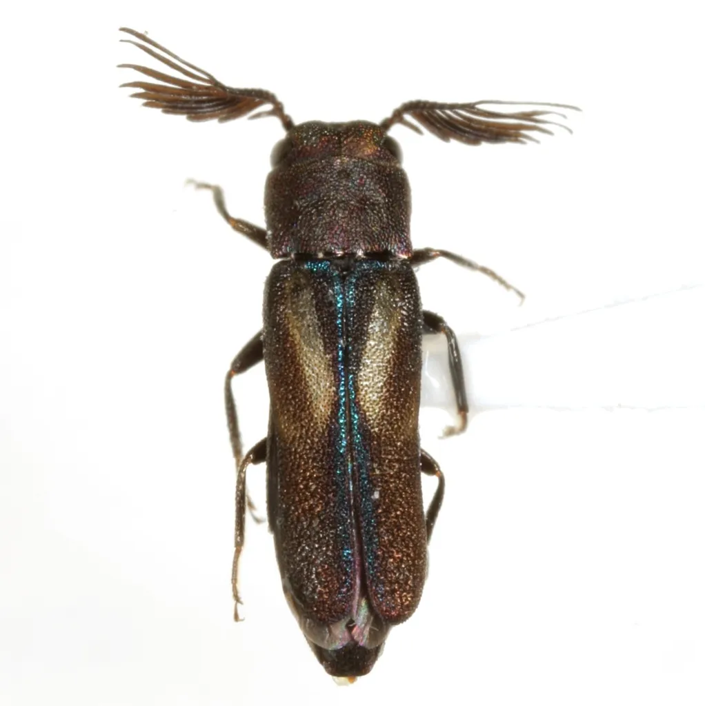 Xenorhipis hidalgoensis - photo 2