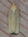 Xenotemna pallorana - Hodges#3693