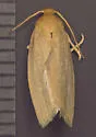 Xenotemna pallorana - Hodges#3693 - photo 2