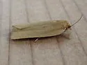 Xenotemna pallorana - Hodges#3693 - photo 3