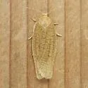 Xenotemna pallorana - Hodges#3693 - photo 4
