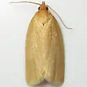 Xenotemna pallorana - Hodges#3693 - photo 5