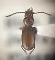 Xenotrechus condei