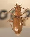 Xenotrechus denticollis