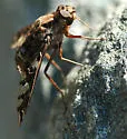 Xenox habrosus