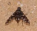 Xenox habrosus - photo 2