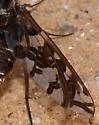 Xenox habrosus - photo 3