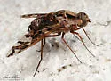 Xenox habrosus - photo 4