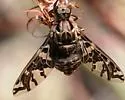 Xenox habrosus - photo 5
