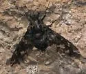 Xenox xylocopae