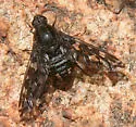 Xenox xylocopae - photo 2
