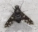 Xenox xylocopae - photo 4