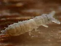 Xenylla grisea