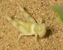 Least Desert Grasshopper