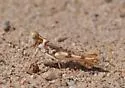 Least Desert Grasshopper - photo 2