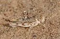 Least Desert Grasshopper - photo 3