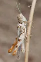 Least Desert Grasshopper - photo 4