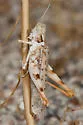 Least Desert Grasshopper - photo 5