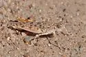 Snow's Desert Grasshopper
