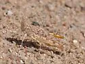 Snow's Desert Grasshopper - photo 2