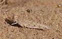 Snow's Desert Grasshopper - photo 3