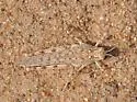 Snow's Desert Grasshopper - photo 4