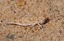 Snow's Desert Grasshopper - photo 5