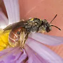 Xeralictus biscuspidariae
