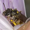 Xeralictus biscuspidariae - photo 2