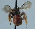 Xeralictus biscuspidariae - photo 3