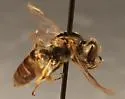Xeralictus biscuspidariae - photo 4
