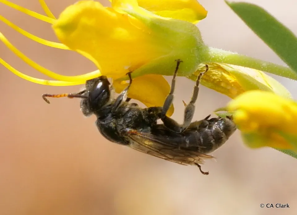 Xeralictus timberlakei - photo 2