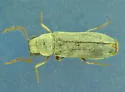 Xeranobium cinereum