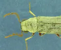 Xeranobium cinereum - photo 2