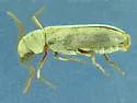 Xeranobium cinereum - photo 3