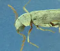 Xeranobium cinereum - photo 4