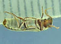 Xeranobium cinereum - photo 5