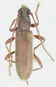 Xeranoplium tricallosum